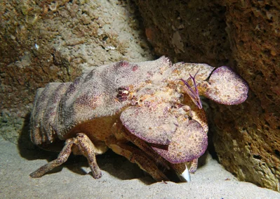 Armoured Car - Scyllarides haanii - Aesop slipper lobster #marineexplorer