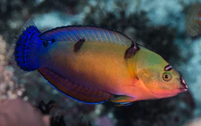 African Coris, old juvenile - Coris cuvieri
