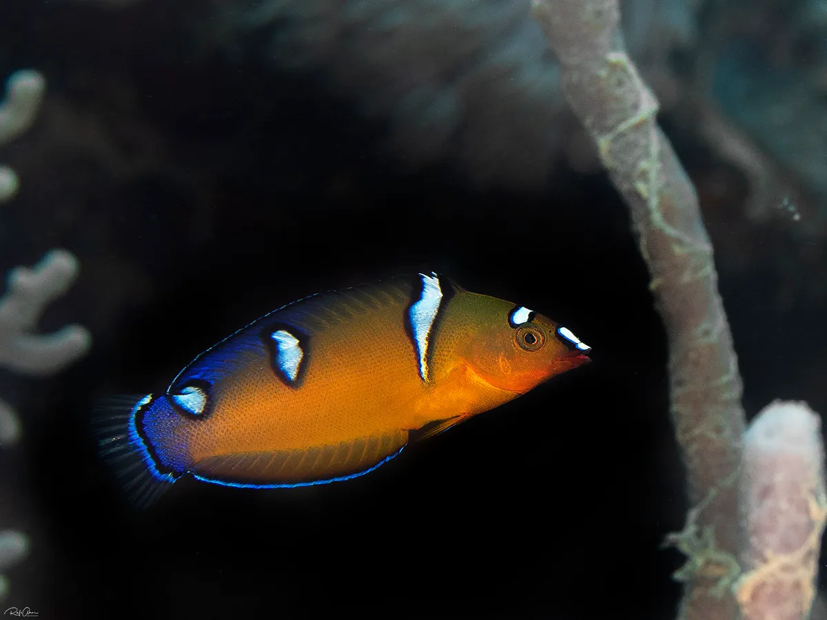 Coris cuvieri - African Coris