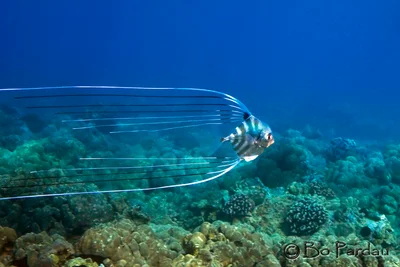 Threadfin Jack