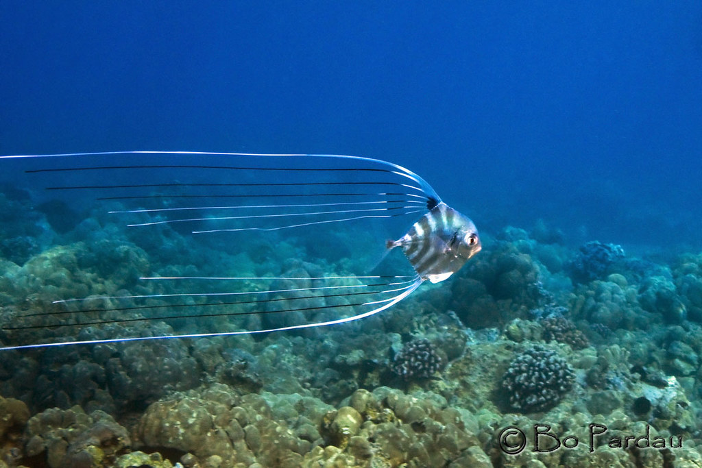 Threadfin Jack