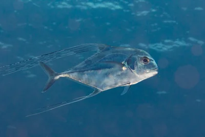 African Pompano