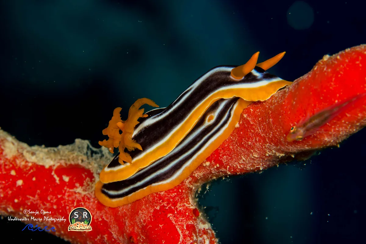 FOUR-COLOURED CHROMODORIS (60mm)