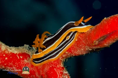 FOUR-COLOURED CHROMODORIS (60mm)