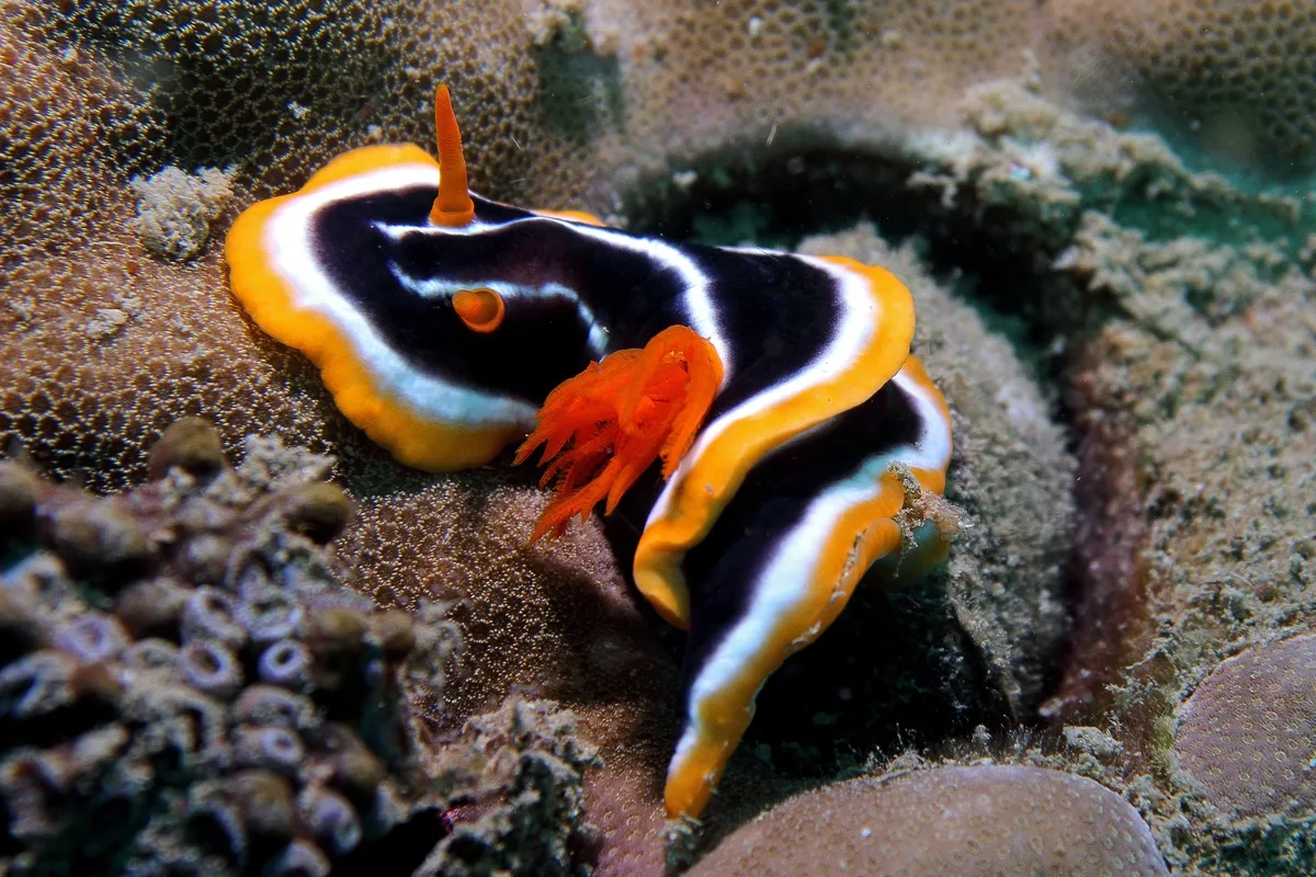 chromodoris africain Chromodoris africana