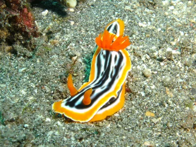 Chromodoris Africana