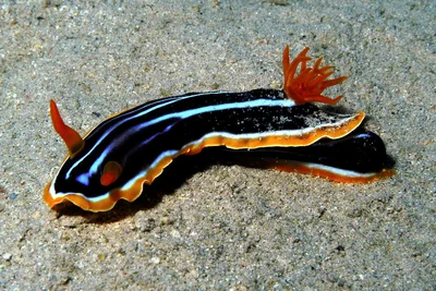 Chromodoris africana