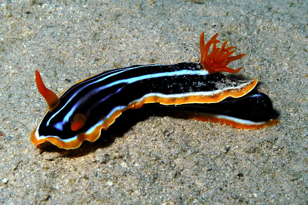 Chromodoris africana