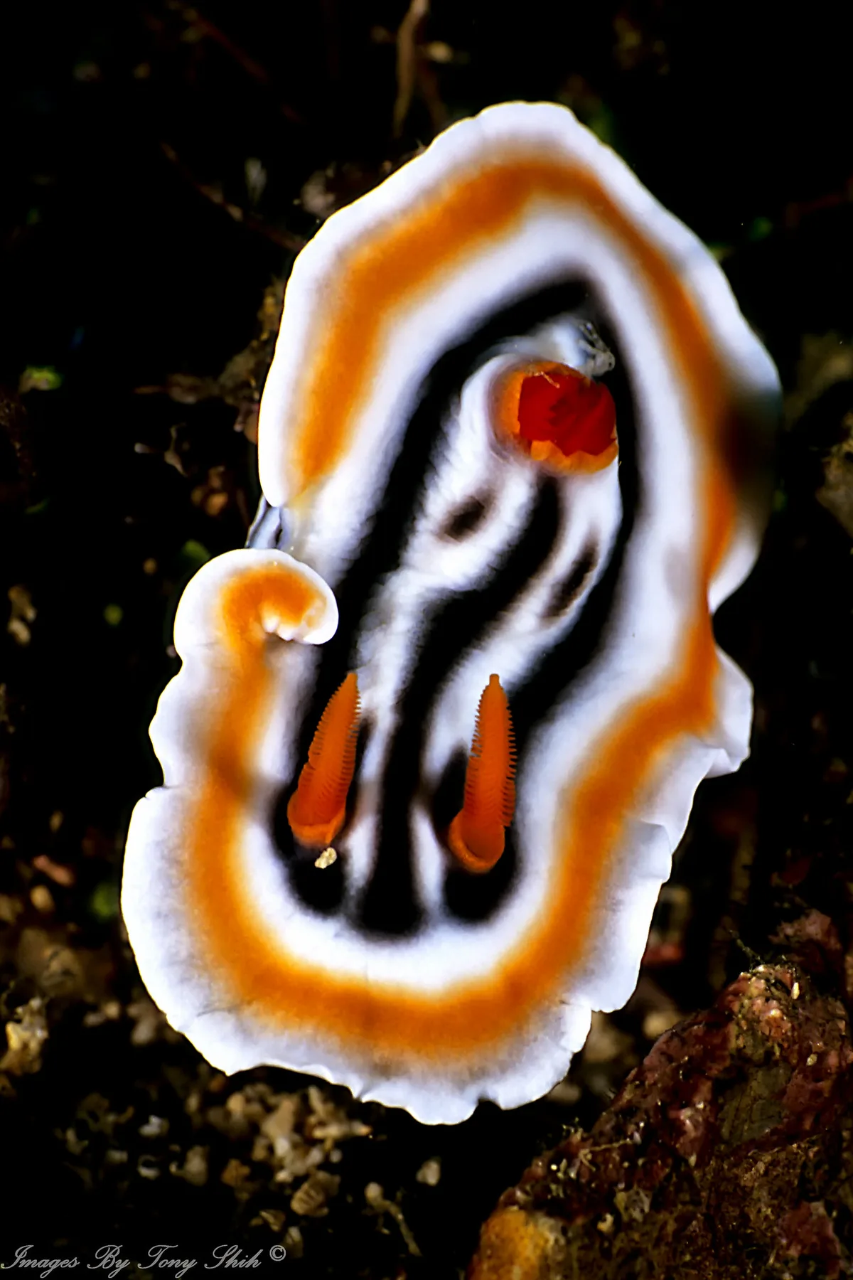 PG0072
