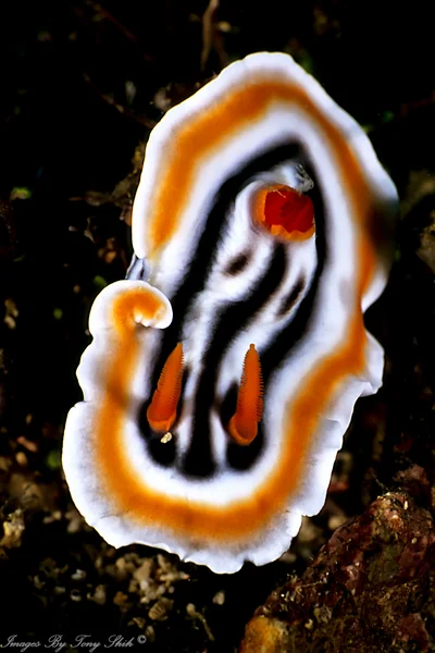 PG0072