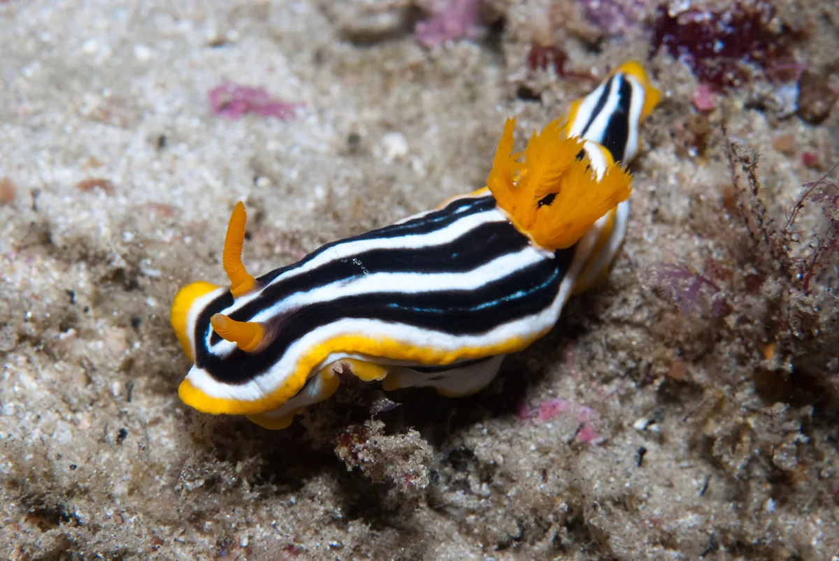 Chromodoris africana - surprise Ponta Malongane, Maputo, Mozambique
