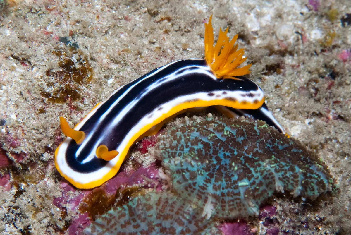 Chromodoris africana - surprise Ponta Malongane, Maputo, Mozambique