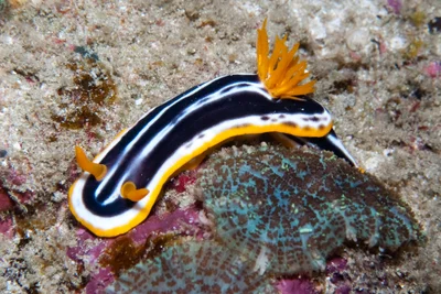 Chromodoris africana - surprise Ponta Malongane, Maputo, Mozambique