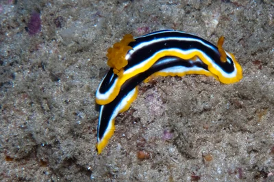 Chromodoris africana - surprise Ponta Malongane, Maputo, Mozambique