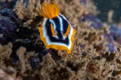 Chromodoris africana - Boueni, Mayotte