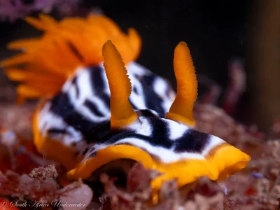 Chromodoris africana - eThekwini, ZA-NL, ZA