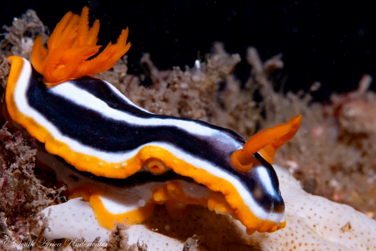 Chromodoris africana - eThekwini, ZA-NL, ZA