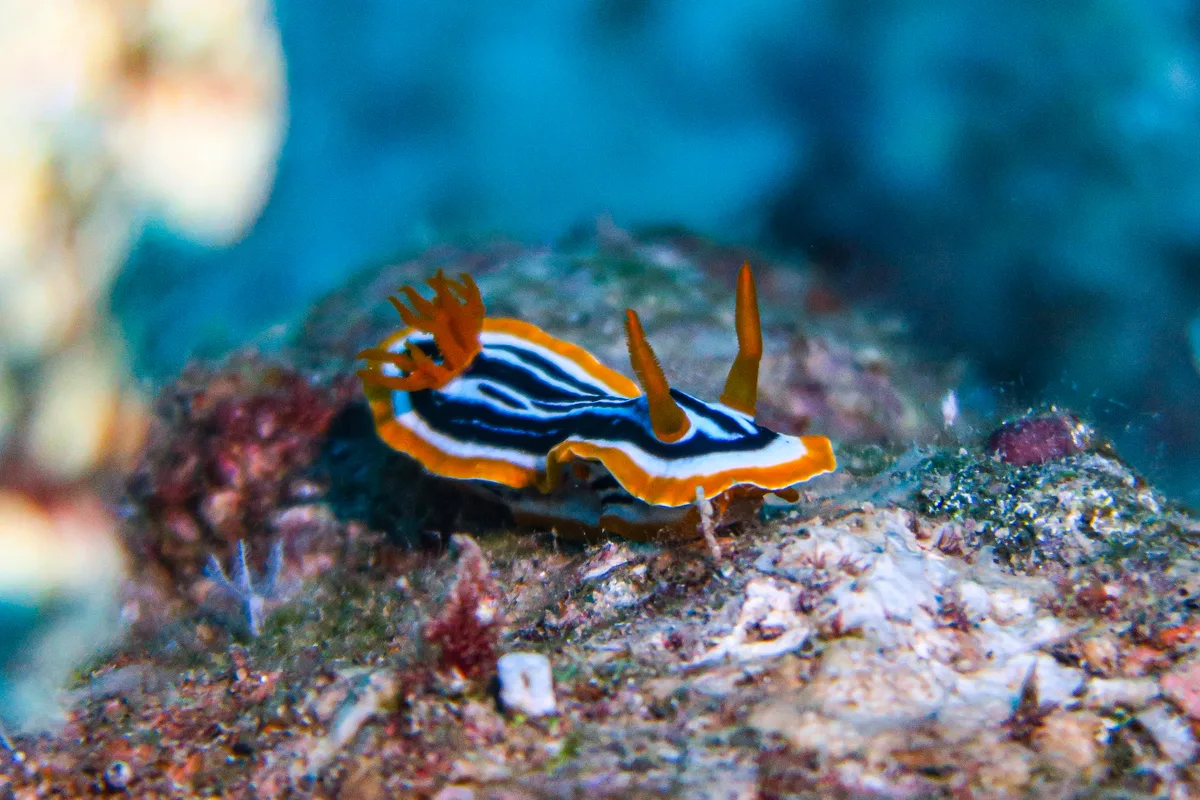 Chromodoris africana - באר שבע, ישראל