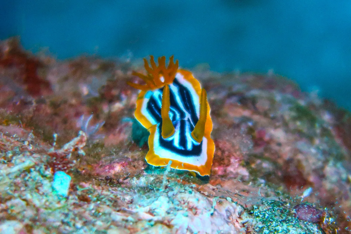 Chromodoris africana - באר שבע, ישראל