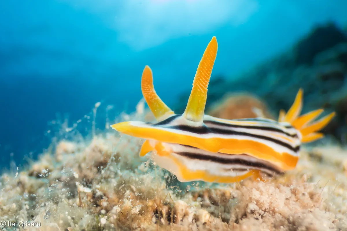 Chromodoris africana - Red Sea, Southern District, IL