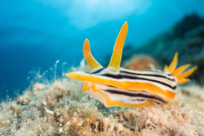 Chromodoris africana - Red Sea, Southern District, IL