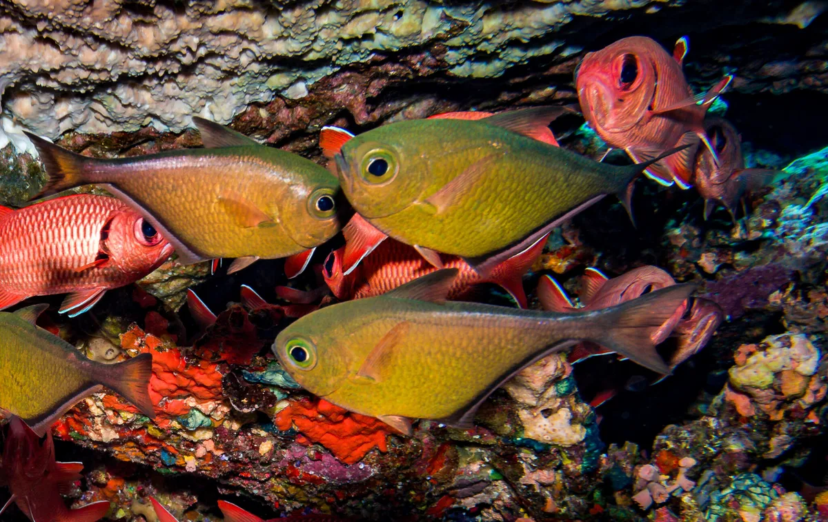 Pempheris tominagai - Carless Reef, Egypt