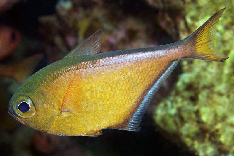 African Silver Sweeper