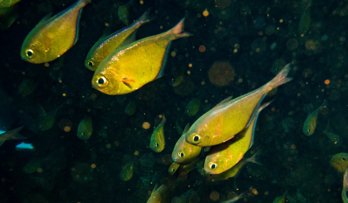 Pempheris tominagai - Chrisoula K, Egypt