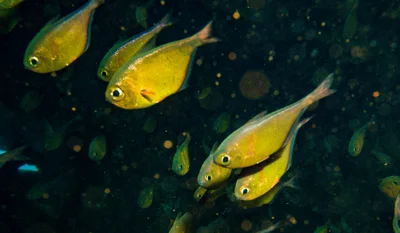 Pempheris tominagai - Chrisoula K, Egypt
