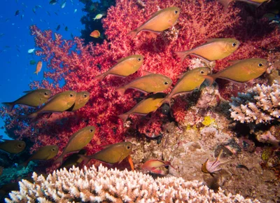 Pempheris tominagai - Gota Iris, Egypt