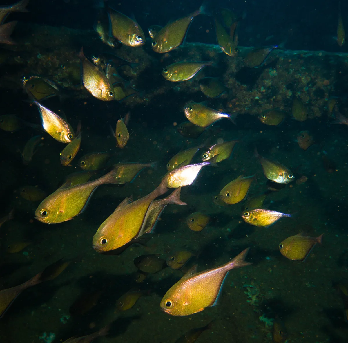 Pempheris tominagai - Giannis D, Abu Nuhas, Egypt