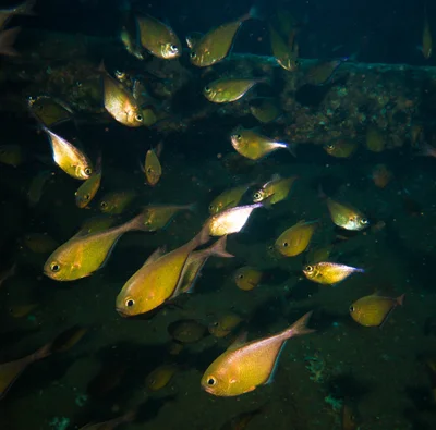 Pempheris tominagai - Giannis D, Abu Nuhas, Egypt