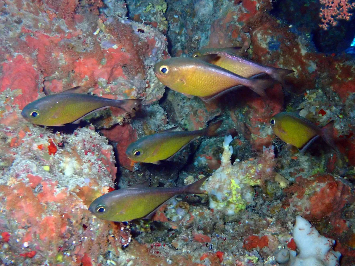 Pempheris tominagai - Sataya, Égypte, Mer Rouge
