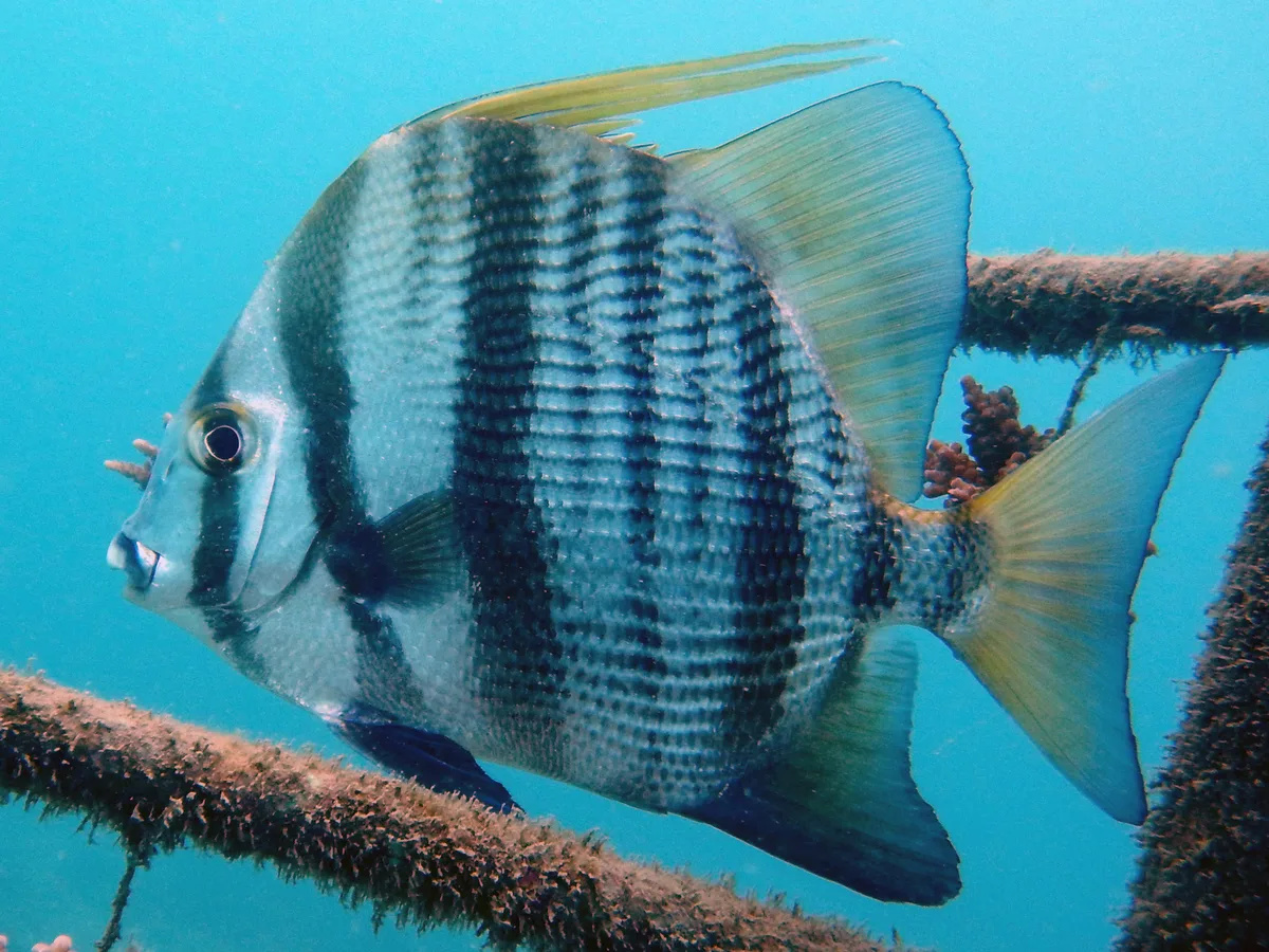 African Spadefish - subadult