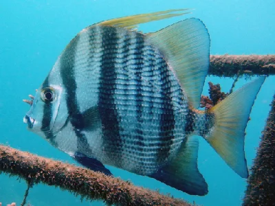 African Spadefish - subadult