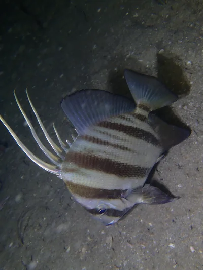 Tripterodon orbis - Lungalunga, Kwale, Kenya