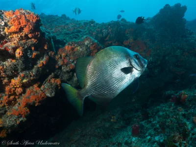 Tripterodon orbis - eThekwini, ZA-NL, ZA