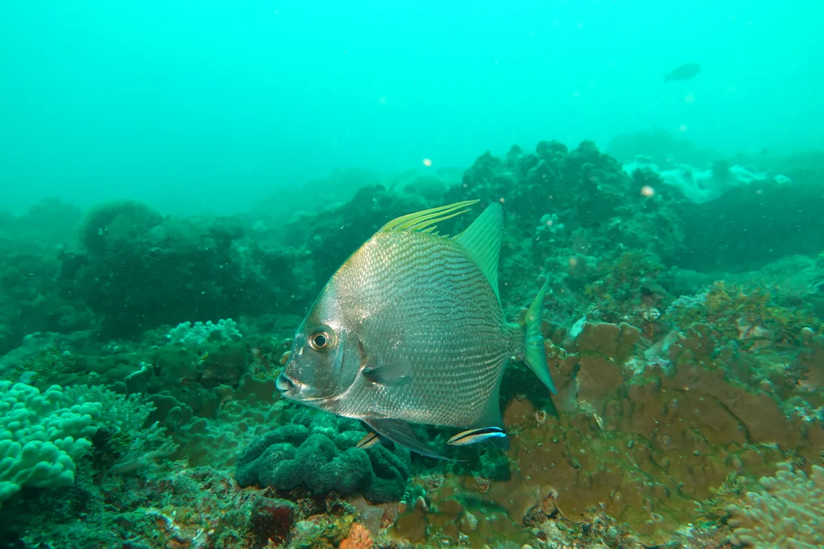 Tripterodon orbis - Mida Creek Road, J2P3+VJW, Watamu, Kenya