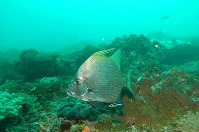 Tripterodon orbis - Mida Creek Road, J2P3+VJW, Watamu, Kenya