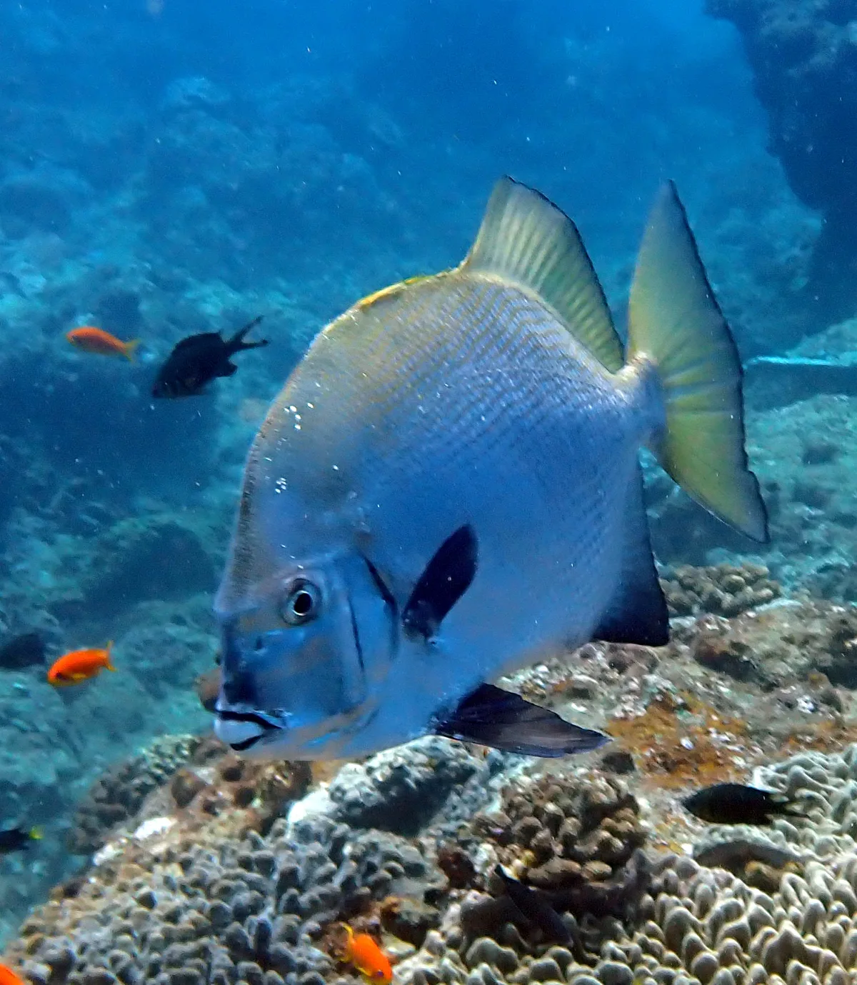 Tripterodon orbis - 2 Mile Reef, Sodwana Bay, South Africa