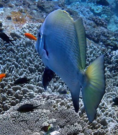 Tripterodon orbis - 2 Mile Reef, Sodwana Bay, South Africa