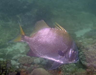 Tripterodon orbis - Sodwana bay