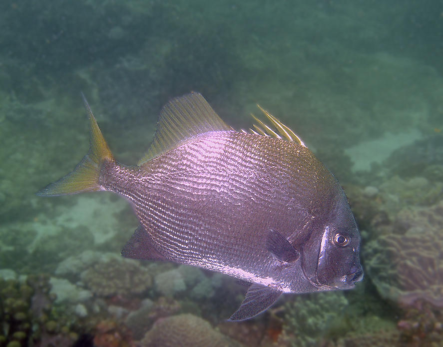 Tripterodon orbis - Sodwana bay