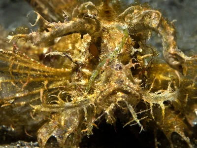 Pteroidichthys amboinensis