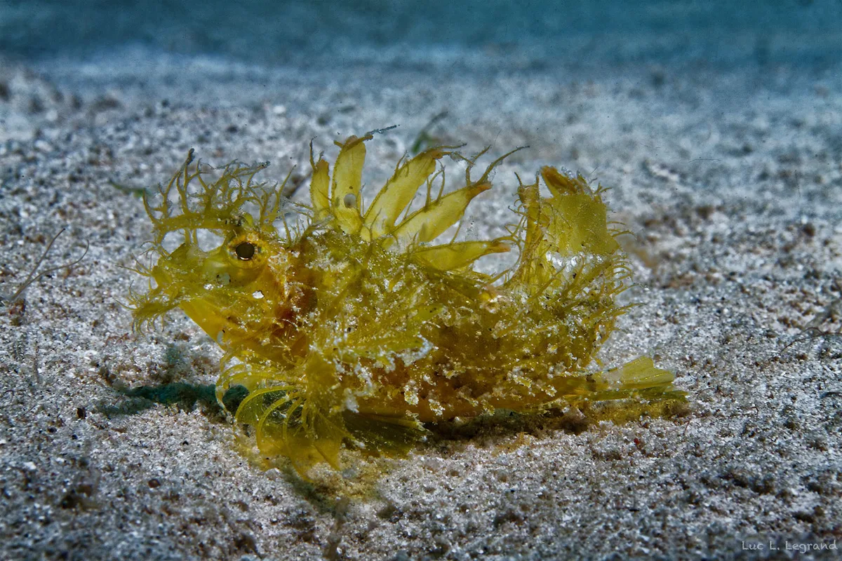 Pteroidichthys amboinensis