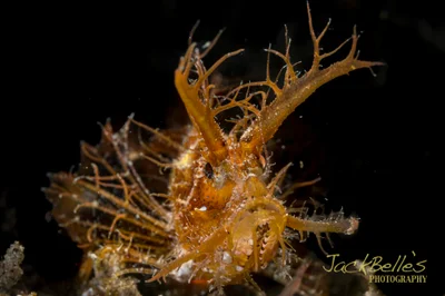 Pteroidichthys amboinensis