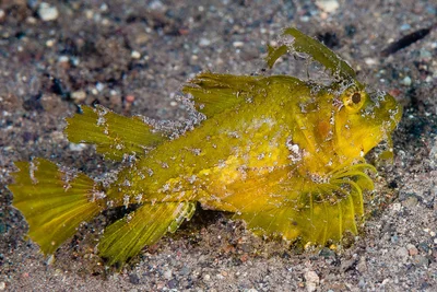 Ambon scorpionfish - Pteroidichthys amboinensis
