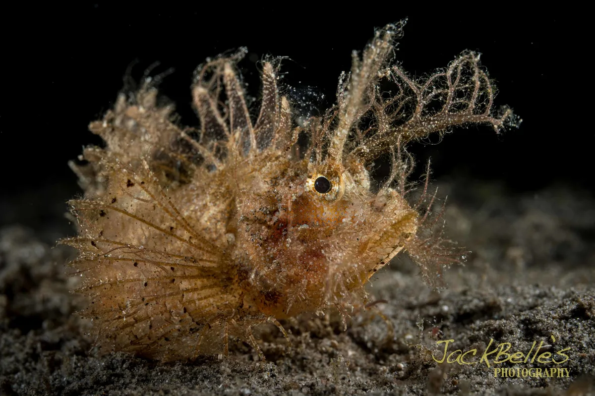 Pteroidichthys amboinensis