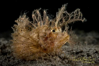 Pteroidichthys amboinensis