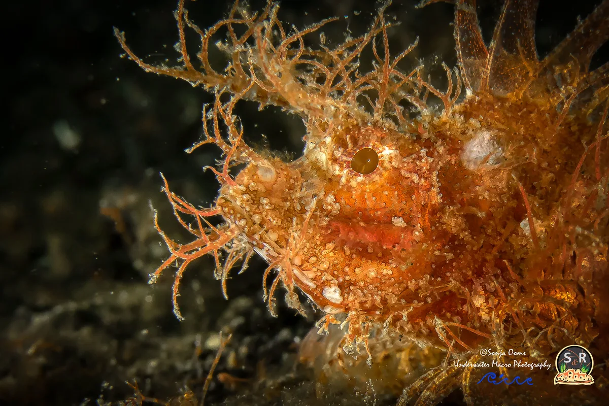 Ambon scorpionfish (40mm)
